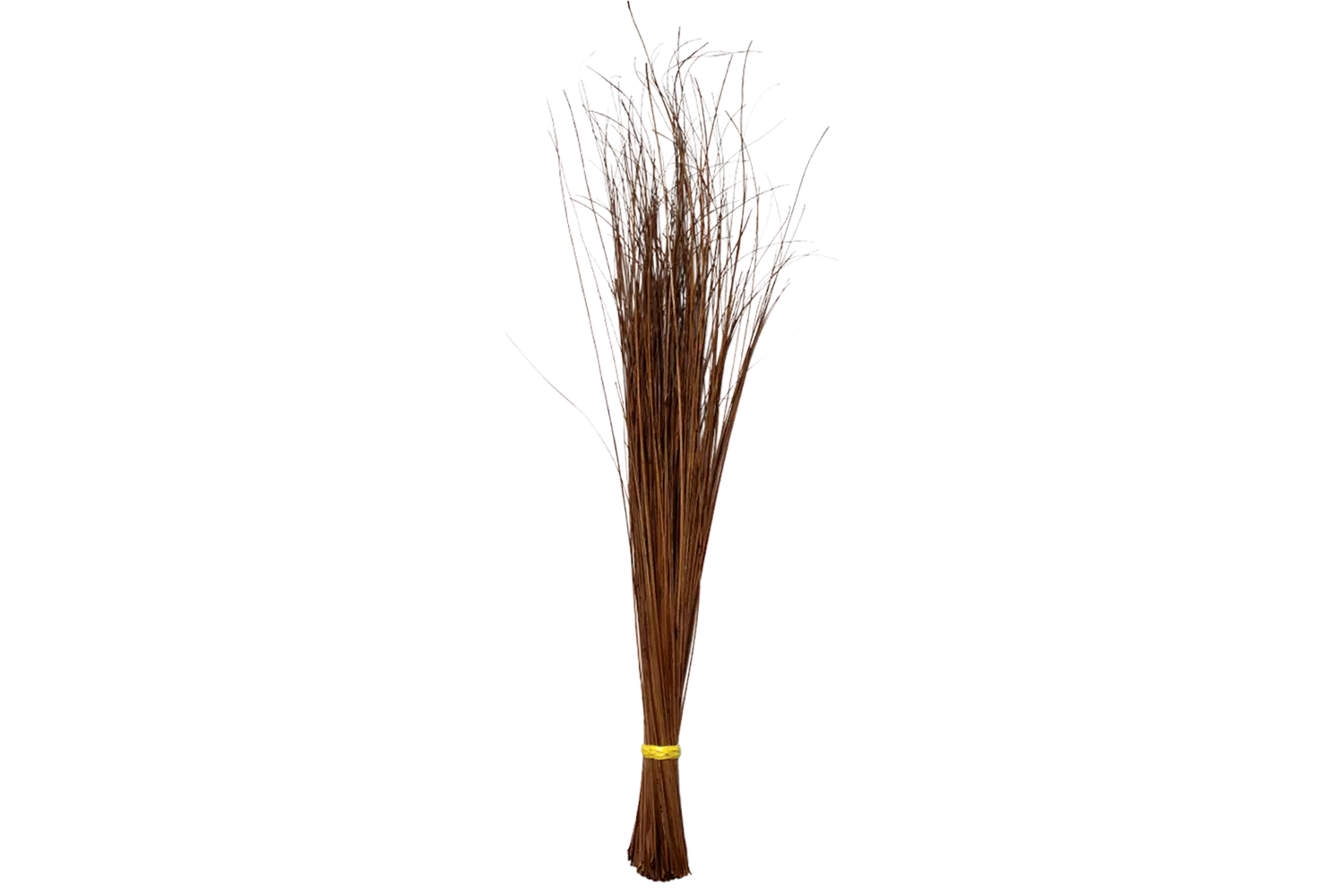 Tingting - Sweeping Broom Walis Tingting